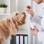 What to Expect at a Thousand Oaks Veterinary Clinic: Services & Benefits