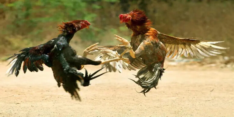 Cockfighting ae888