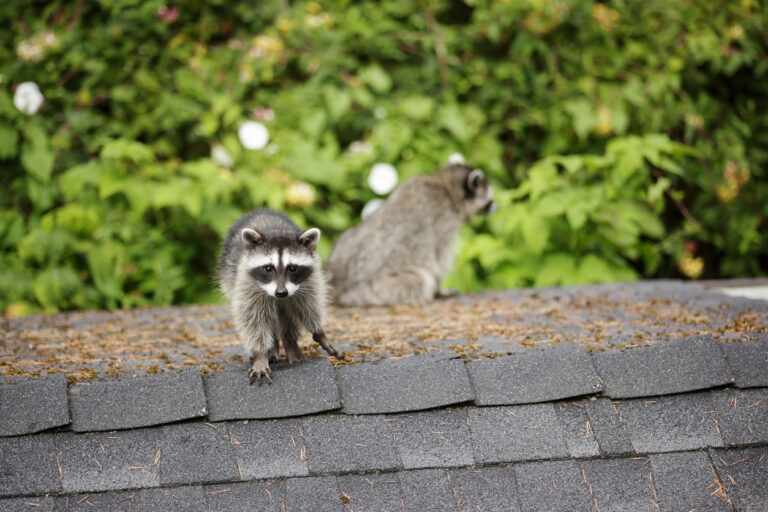 Wildlife Control