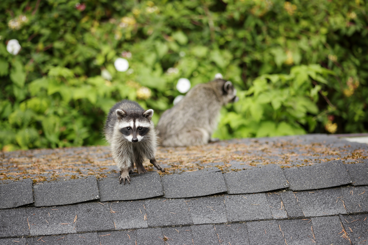 Wildlife Control
