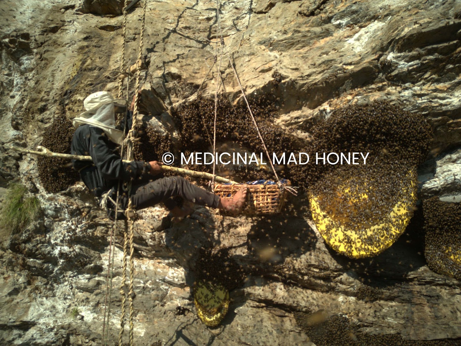 Honey Harvesting in Nepal a Unique Tradition of Gurungs