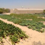 Farm Near By Me: How to Find Local Farms for Fresh Produce and Experiences