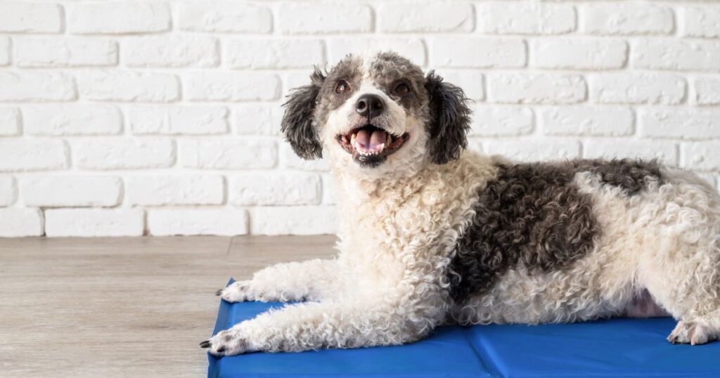Benefits of Using a Top-Rated Dog Cooling Mat During Hot Australian Summers