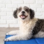 Benefits of Using a Top-Rated Dog Cooling Mat During Hot Australian Summers
