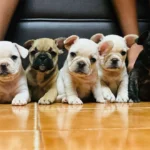 French Bulldog Puppies