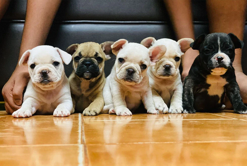 French Bulldog Puppies