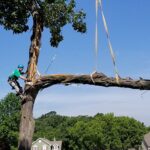 Safe vs. Dangerous Trees: When It’s Time to Consider Professional Removal