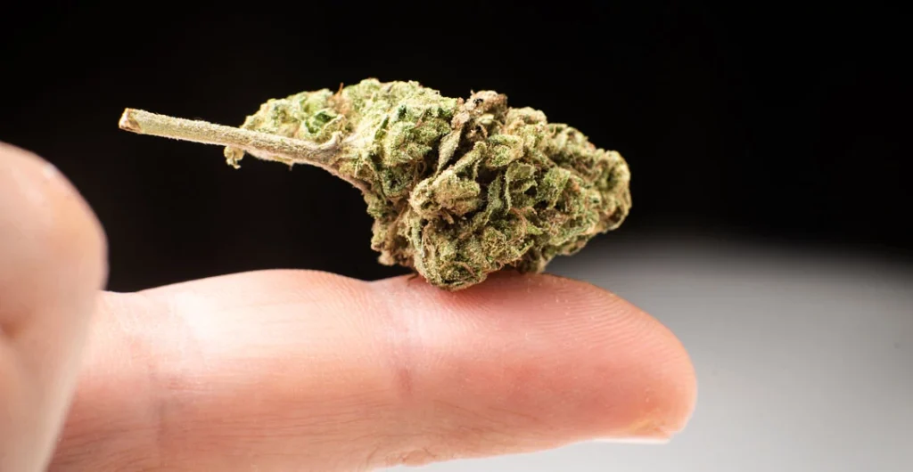 Popcorn Buds