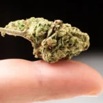 Popcorn Buds