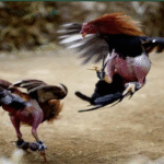 QQ88 Cockfighting