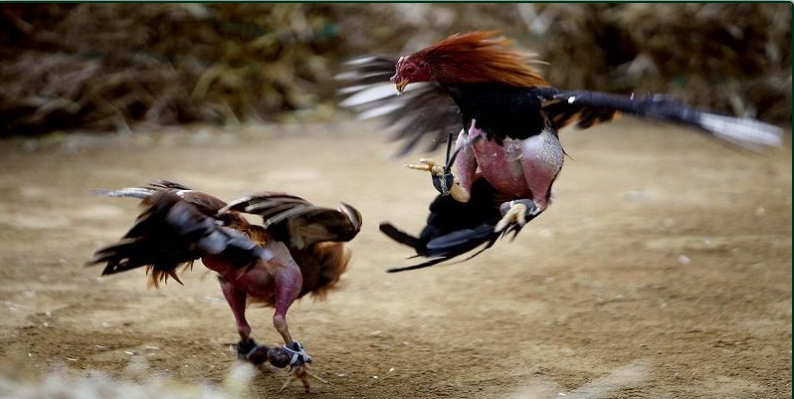 QQ88 Cockfighting
