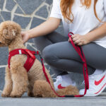 How to Choose the Best Dog Harness in Australia for Comfort and Safety