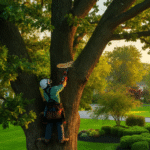 The Ultimate Guide to Tree Trimming and Care in Warminster, PA