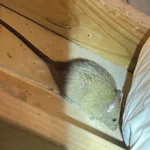 Step-by-Step Guide to Effective Rodent Removal in Melbourne Homes