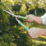 Tree Trimming