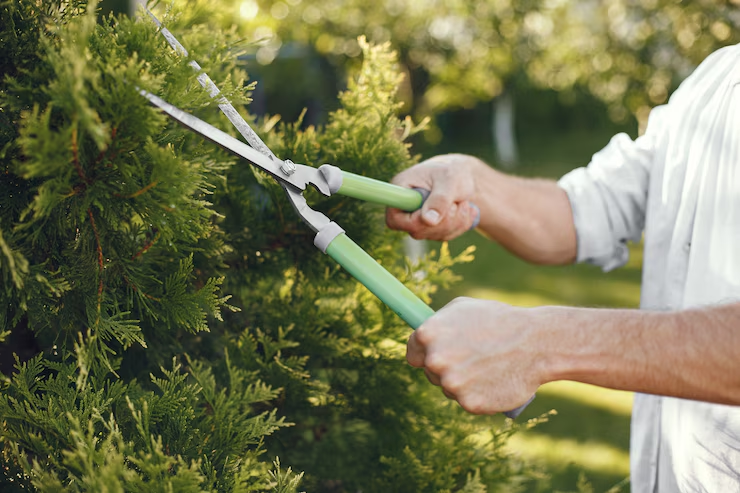 Tree Trimming
