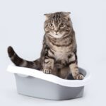 Say Goodbye to Cat Odor: Cat Litter Box & Deodorizer