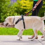 How to Choose the Right Puppy Harness for Comfort and Safety