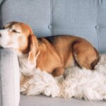 The Truth About ESA Letters and Breed Restrictions