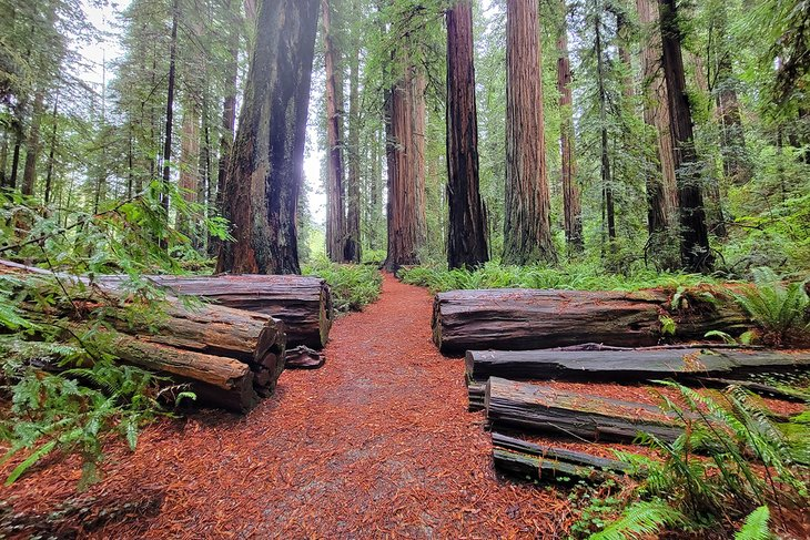 Best Campgrounds in Northern California
