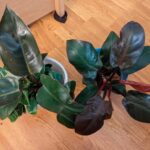 Philodendron Black Cardinal & Prince of Orange: A Stunning Duo for Plant Lovers