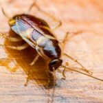 Top 5 Most Common Pests in Menifee—and How to Keep Them Out of Your Home