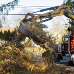 Everything You Need to Know About Tree Removal