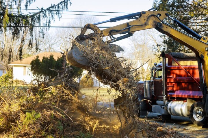 Everything You Need to Know About Tree Removal