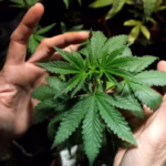 Cannabis Allergies