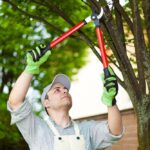 Tree Trimming Near Me – Everything You Need to Know 