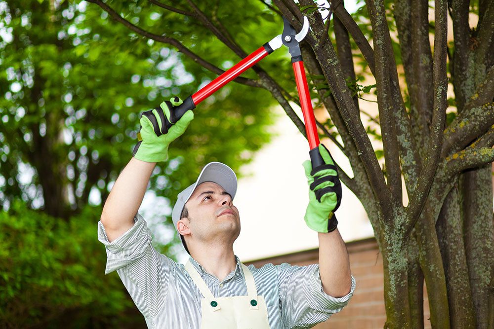 Tree Trimming Near Me – Everything You Need to Know 