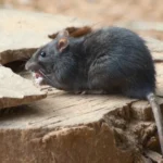 Best Rodent Extermination Methods for Homes in Frisco
