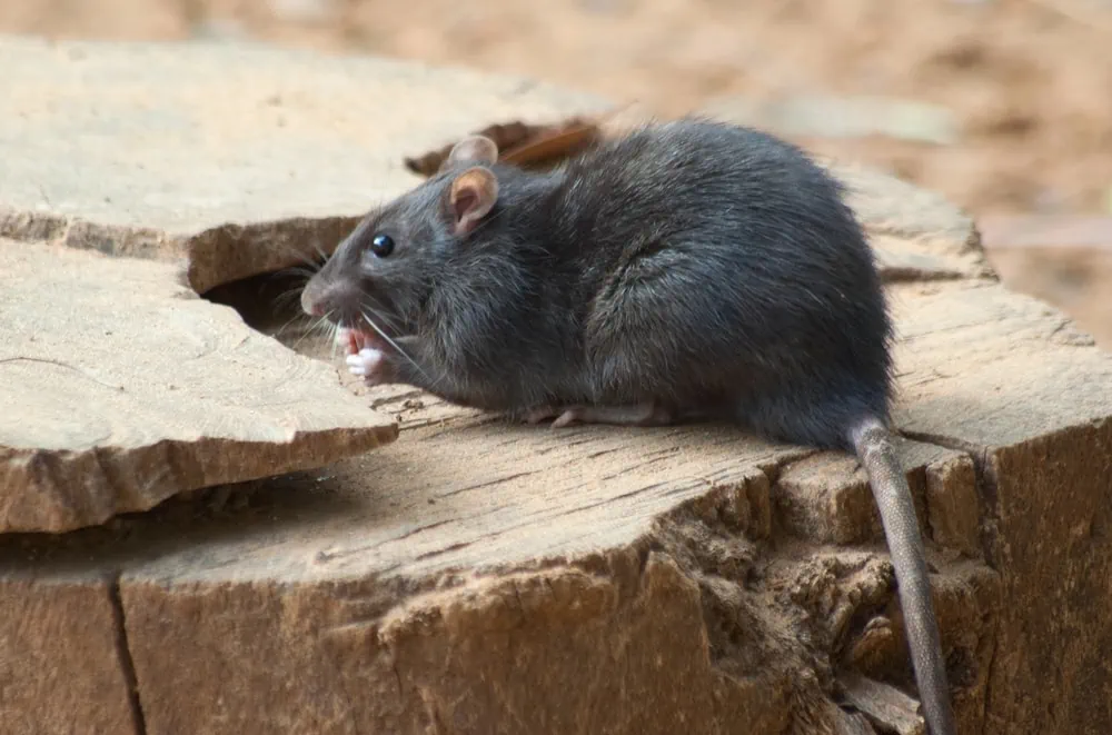 Best Rodent Extermination Methods for Homes in Frisco
