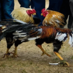 Cockfighting with Blades