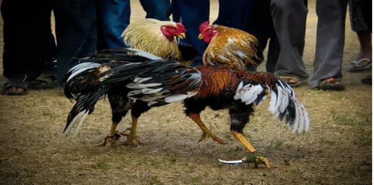 Cockfighting with Blades