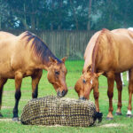 Forage-Based Horse Feed