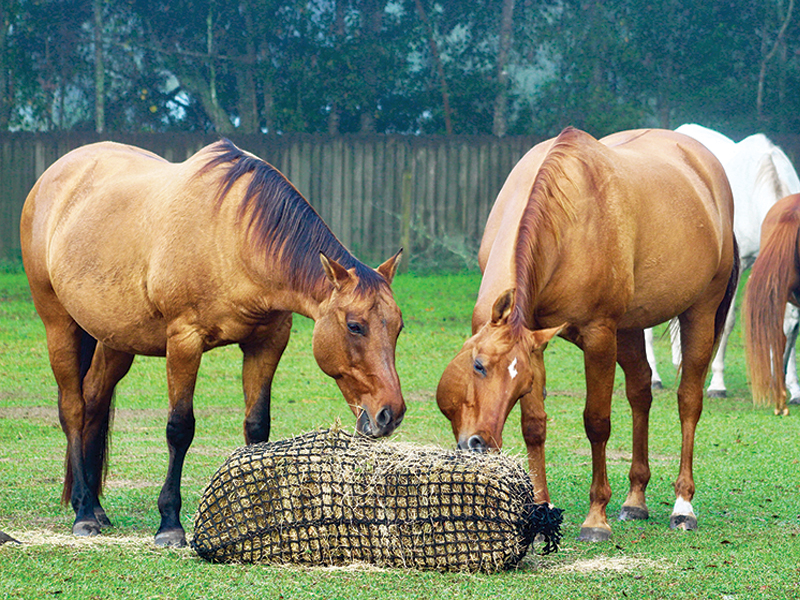 Forage-Based Horse Feed