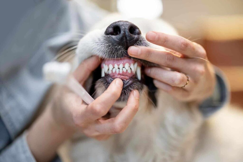 Pet Dental Health