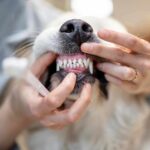 Pet Dental Health