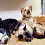 Pet Preservation