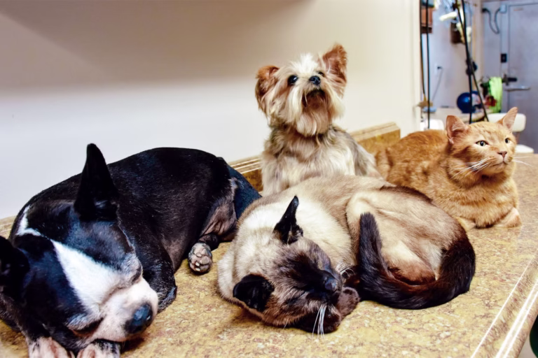 Pet Preservation