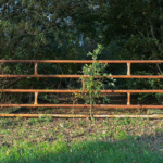 The Top Signs You Need to Know When to Replace Your Old Fencing with a New One