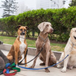 How to Buy a Dog That Matches Your Lifestyle