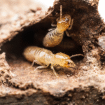 Termite Inspections