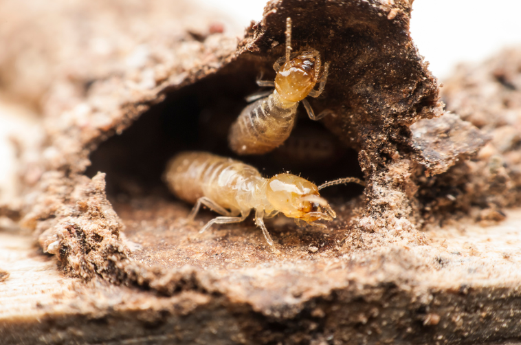 Termite Inspections