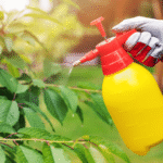 Organic Pest Control for Corn: Bacillus thuringiensis as a Safe Alternative to Traditional Methods