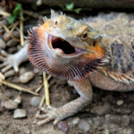 A Complete Guide to Owning a Bearded Dragon: What You Need to Know Before Buying