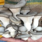 What Are Mushroom Extracts? A Beginner’s Guide