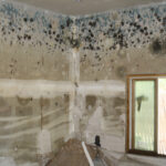 What’s Growing on Your Walls? Mould, Algae, and Dirt Explained