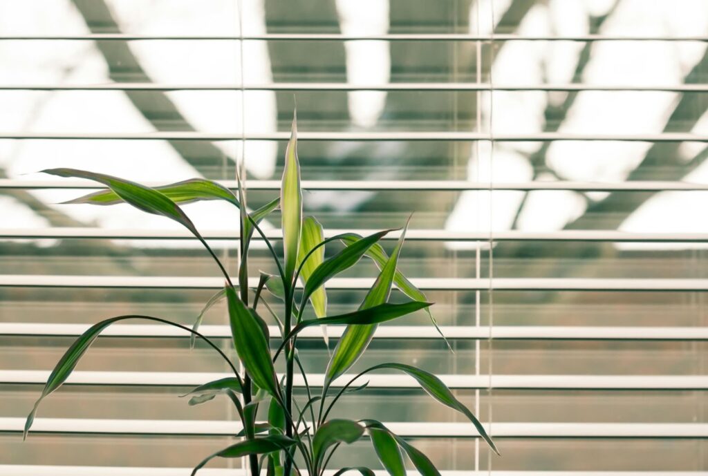 How the Right Blinds Can Improve Your Space